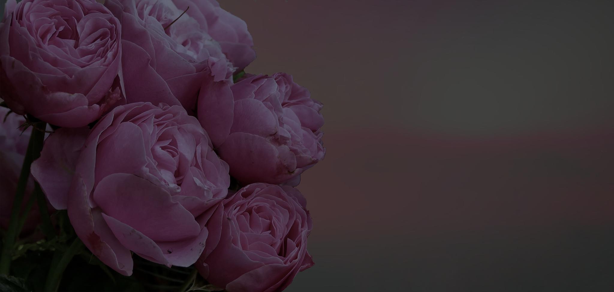 Pogrebno Srbija Pogrebne Usluge Mikic